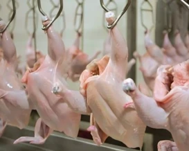 ارتفاع أسعار الدواجن في رمضان.. انخفاض بالإنتاج أم غياب للرقابة!