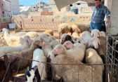 أرشيفية